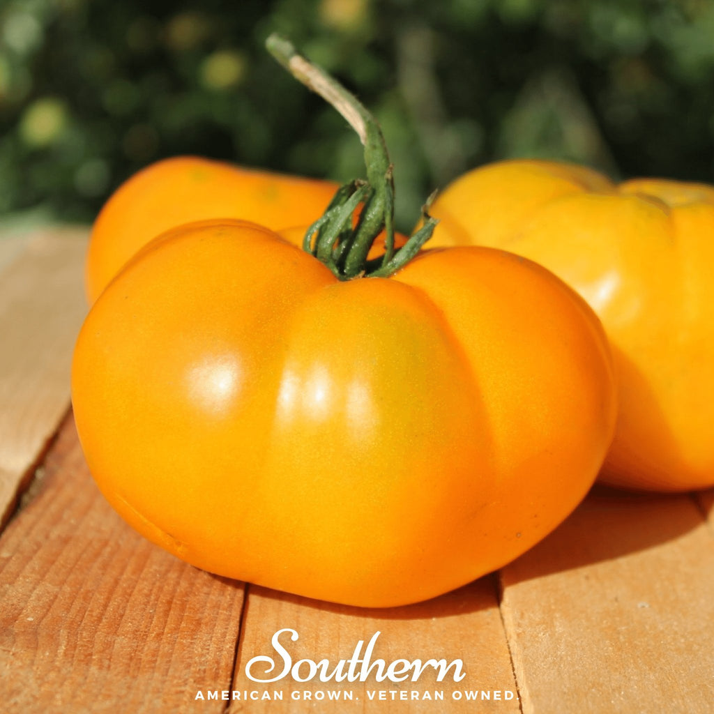 Tomato, Brandywine Yellow (Solanum lycopersicum) - 50 Seeds - Southern Seed Exchange