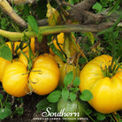 Tomato, Brandywine Yellow (Solanum lycopersicum) - 50 Seeds - Southern Seed Exchange