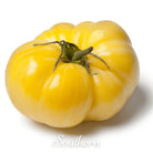 Tomato, Brandywine Yellow (Solanum lycopersicum) - 50 Seeds - Southern Seed Exchange