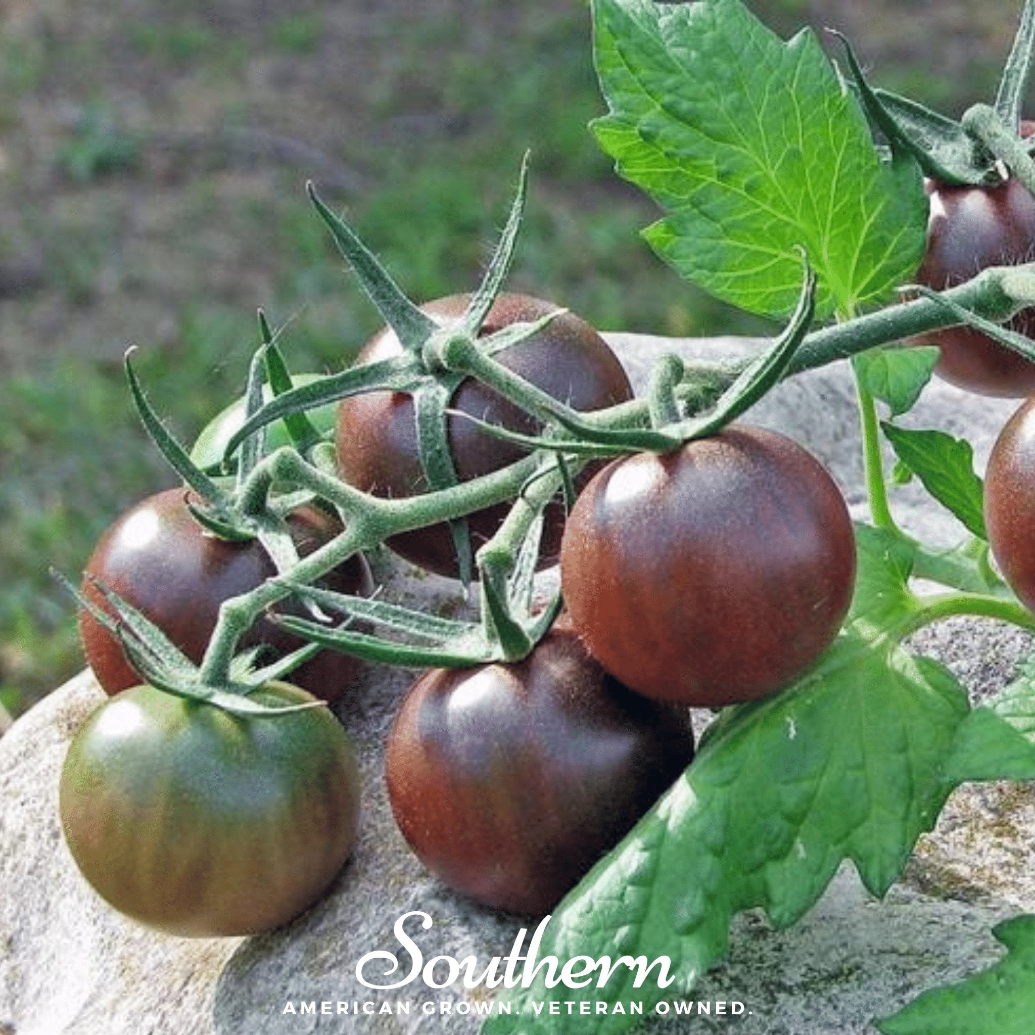 Tomato, Chocolate Cherry (Lycopersicon esculentum) - 25 Seeds - Southern Seed Exchange