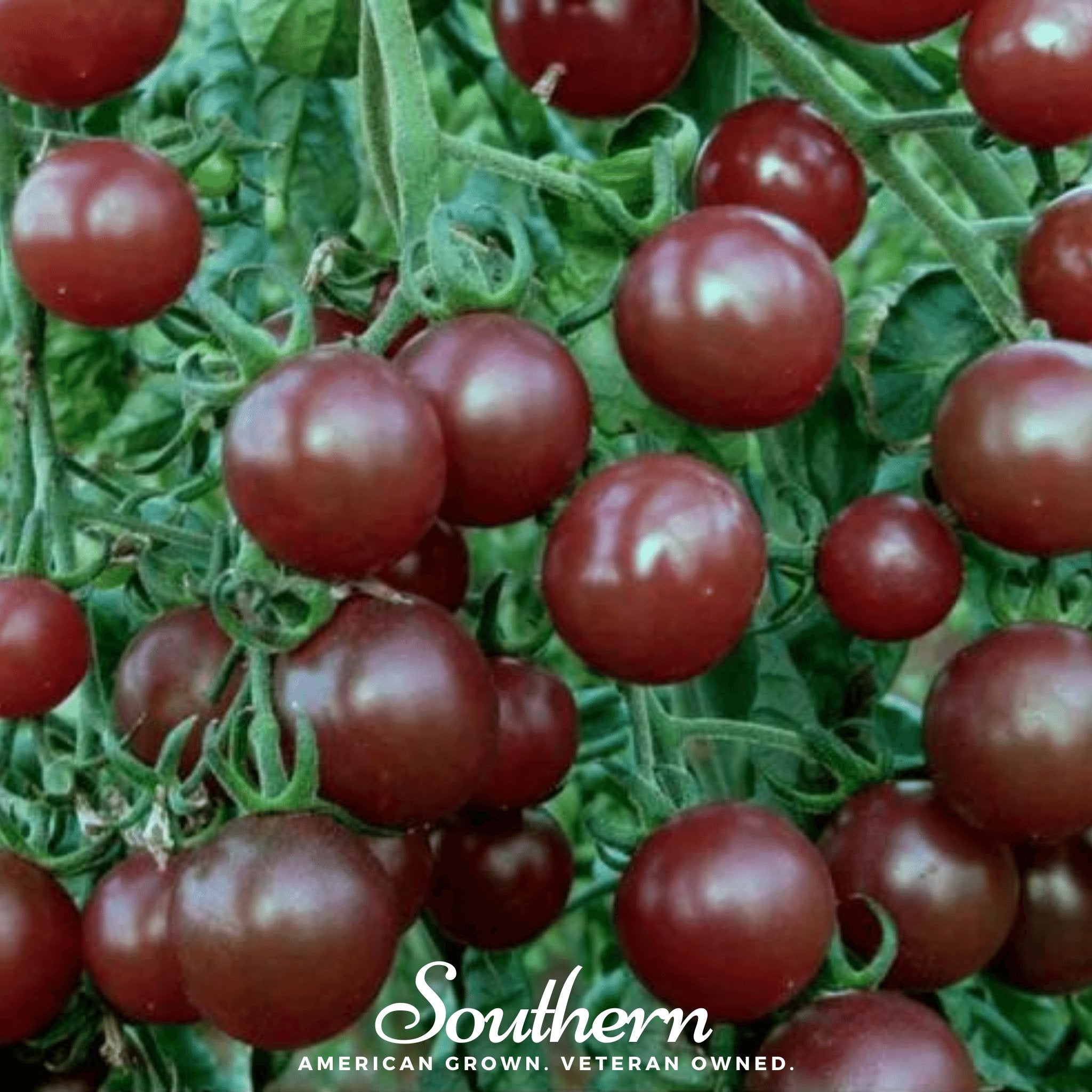 Tomato, Chocolate Cherry (Lycopersicon esculentum) - 25 Seeds - Southern Seed Exchange