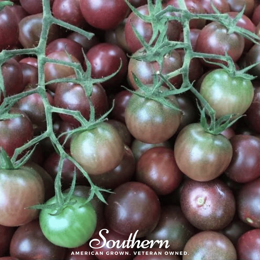 Tomato, Chocolate Cherry (Lycopersicon esculentum) - 25 Seeds - Southern Seed Exchange