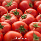 Tomato, Floridade (Lycopersicon esculentum) - 50 Seeds - Southern Seed Exchange