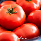 Tomato, Floridade (Lycopersicon esculentum) - 50 Seeds - Southern Seed Exchange