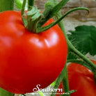 Tomato, Floridade (Lycopersicon esculentum) - 50 Seeds - Southern Seed Exchange