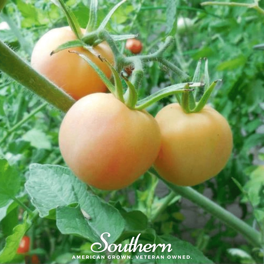Tomato, Garden Peach (Lycopersicon esculentum) - 50 Seeds - Southern Seed Exchange