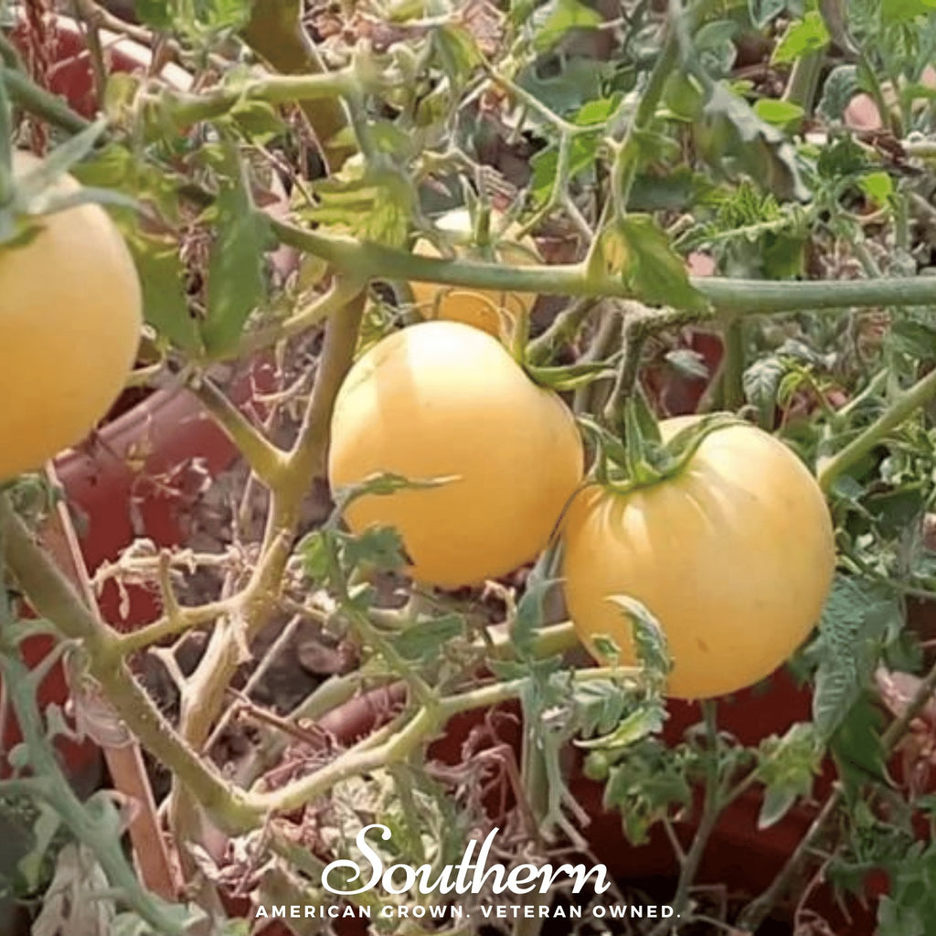 Tomato, Garden Peach (Lycopersicon esculentum) - 50 Seeds - Southern Seed Exchange