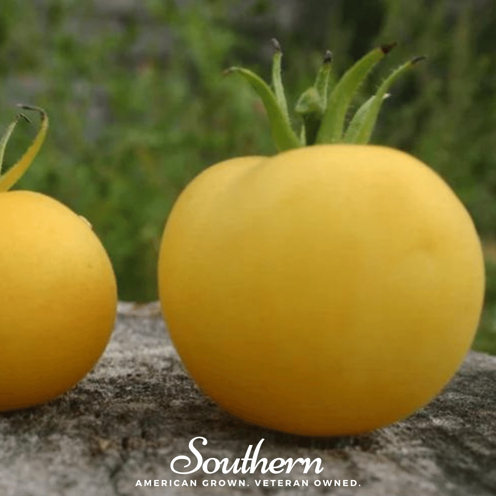 Tomato, Garden Peach (Lycopersicon esculentum) - 50 Seeds - Southern Seed Exchange