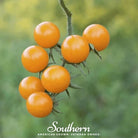 Tomato, Gold Nugget (Lycopersicon esculentum) - 50 Seeds - Southern Seed Exchange