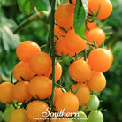 Tomato, Gold Nugget (Lycopersicon esculentum) - 50 Seeds - Southern Seed Exchange