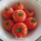 Tomato, Homestead (Lycopersicon esculemtum) - 50 Seeds - Southern Seed Exchange