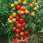 Tomato, Moneymaker (Lycopersicon esculemtum) - 50 Seeds - Southern Seed Exchange