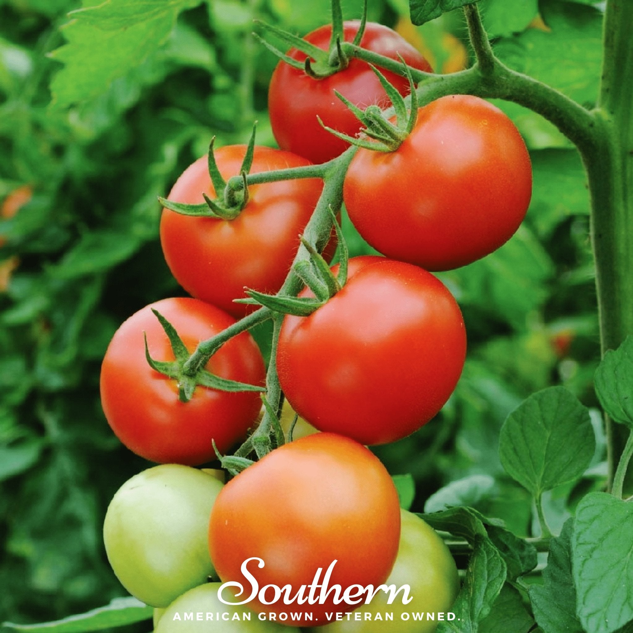 Tomato, Moneymaker (Lycopersicon esculemtum) - 50 Seeds - Southern Seed Exchange