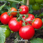 Tomato, Moneymaker (Lycopersicon esculemtum) - 50 Seeds - Southern Seed Exchange