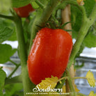 Tomato, San Marzano (Solanum lycopersicum) - 50 Seeds - Southern Seed Exchange