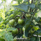 Tomato, Tigerella (Solanum lycopersicum) - 50 Seeds - Southern Seed Exchange