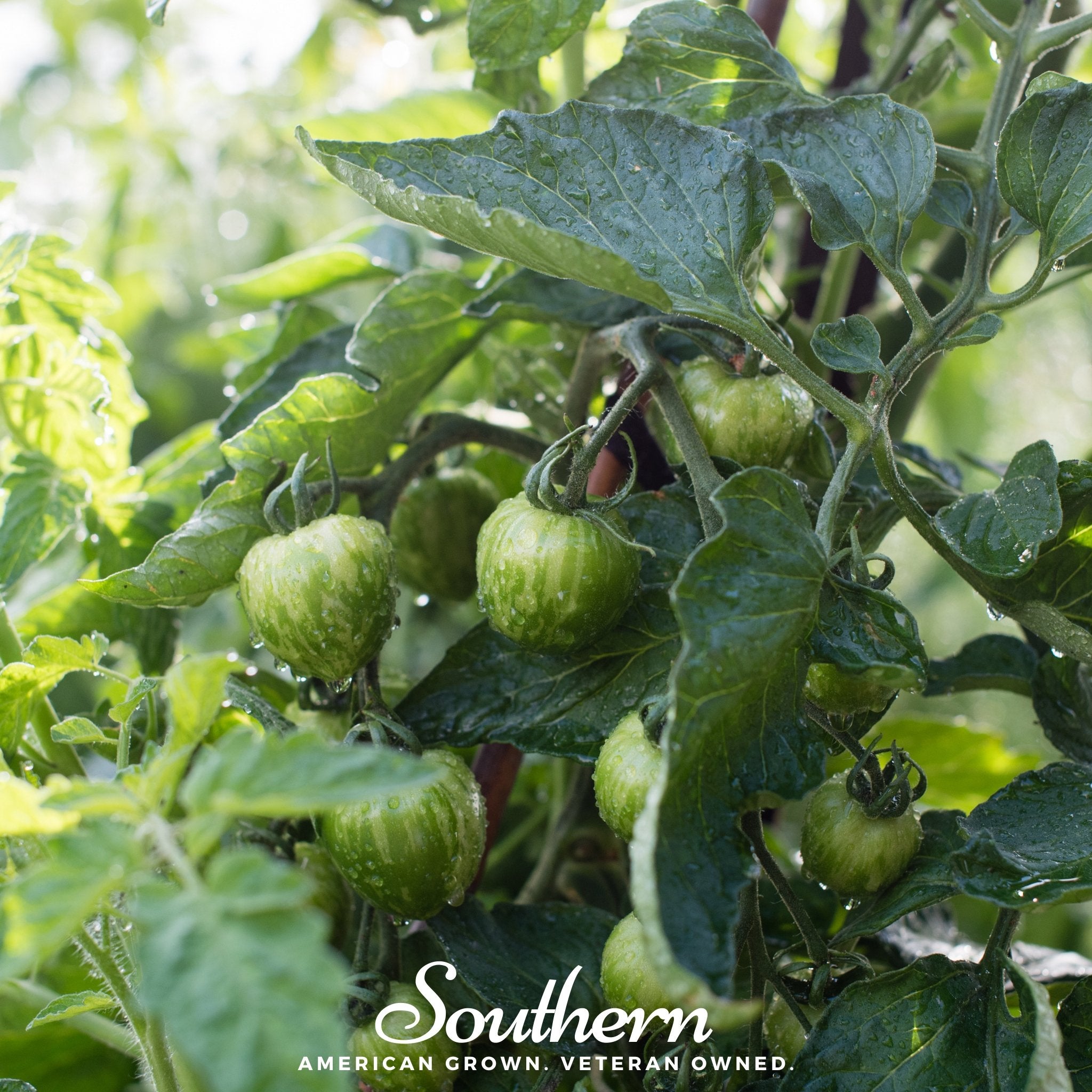 Tomato, Tigerella (Solanum lycopersicum) - 50 Seeds - Southern Seed Exchange