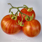 Tomato, Tigerella (Solanum lycopersicum) - 50 Seeds - Southern Seed Exchange