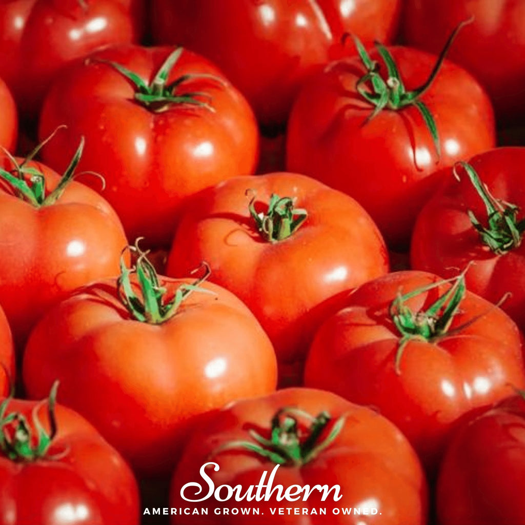 Tomato, VR Moscow (Lycopersicon lycopersicum) - 50 Seeds - Southern Seed Exchange