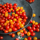 Tomato, World's Smallest - Tomberry (Solanum lycopersicum) - 25 Seeds - Southern Seed Exchange