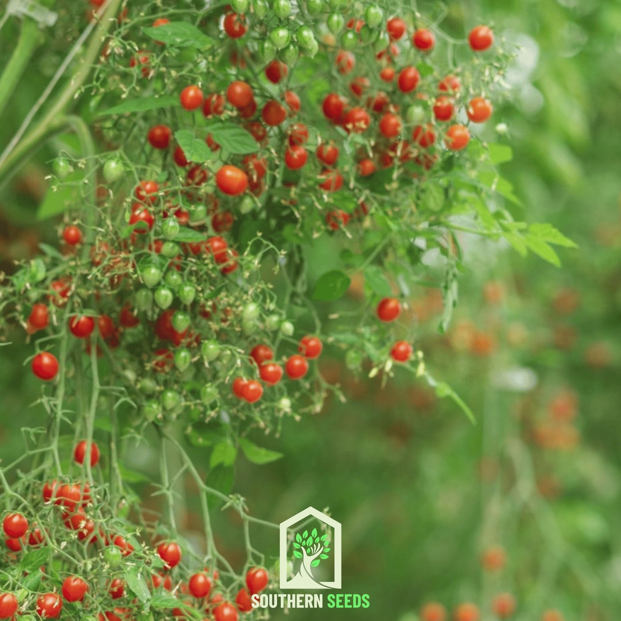 Tomato, World's Smallest - Tomberry (Solanum lycopersicum) - 25 Seeds - Southern Seed Exchange