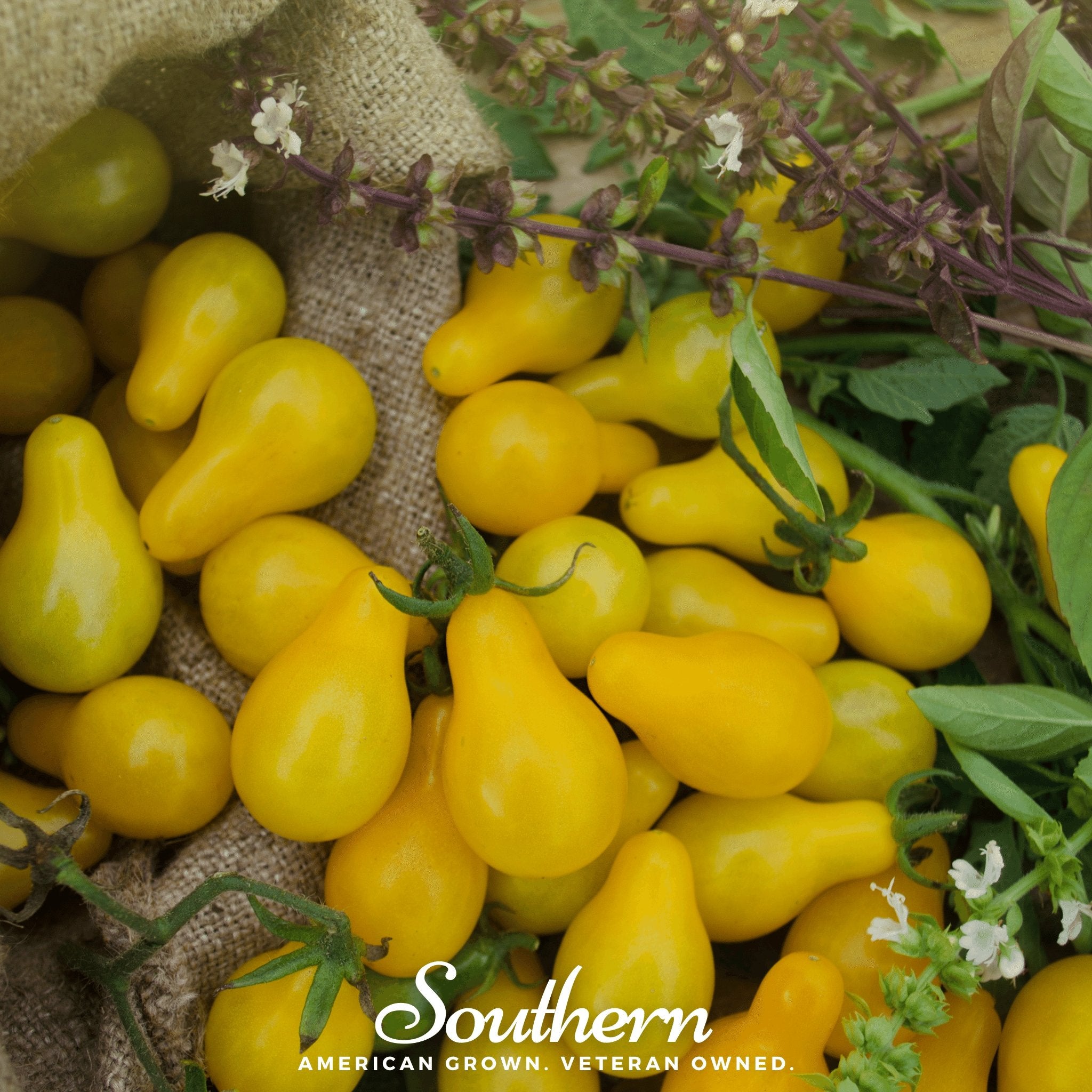 Tomato, Yellow Pear (Lycopersicon esculentum) - 50 Seeds - Southern Seed Exchange