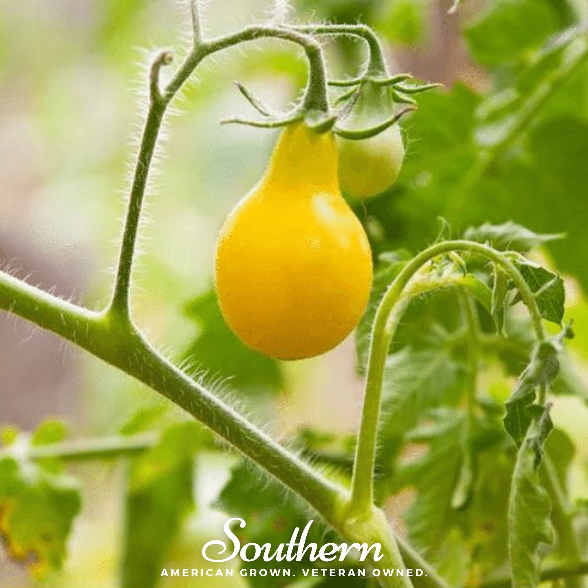 Tomato, Yellow Pear (Lycopersicon esculentum) - 50 Seeds - Southern Seed Exchange