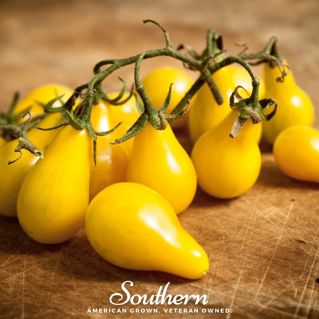 Tomato, Yellow Pear (Lycopersicon esculentum) - 50 Seeds - Southern Seed Exchange