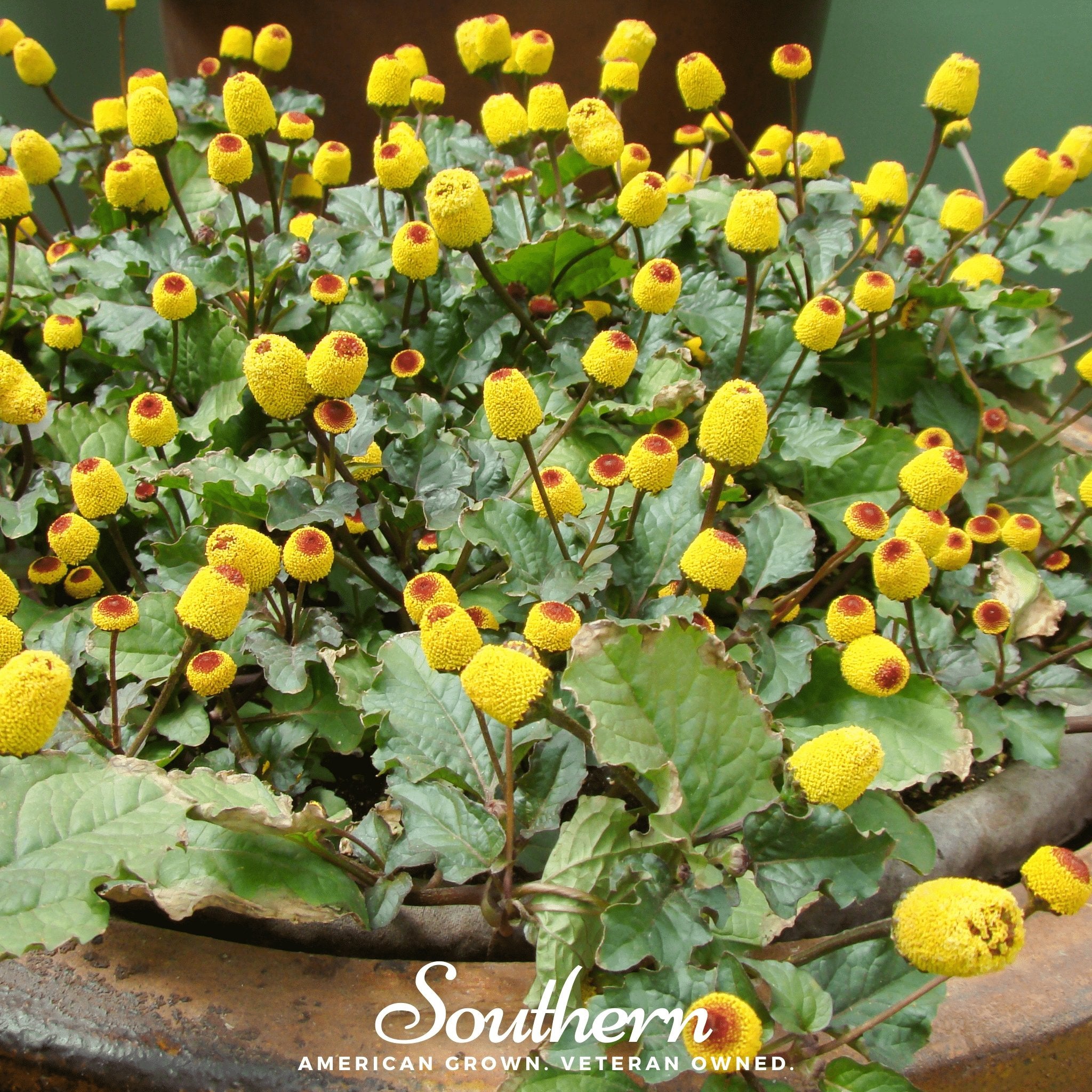 Toothache Plant (Spilanthes Oleracea) - 50 Seeds - Southern Seed Exchange