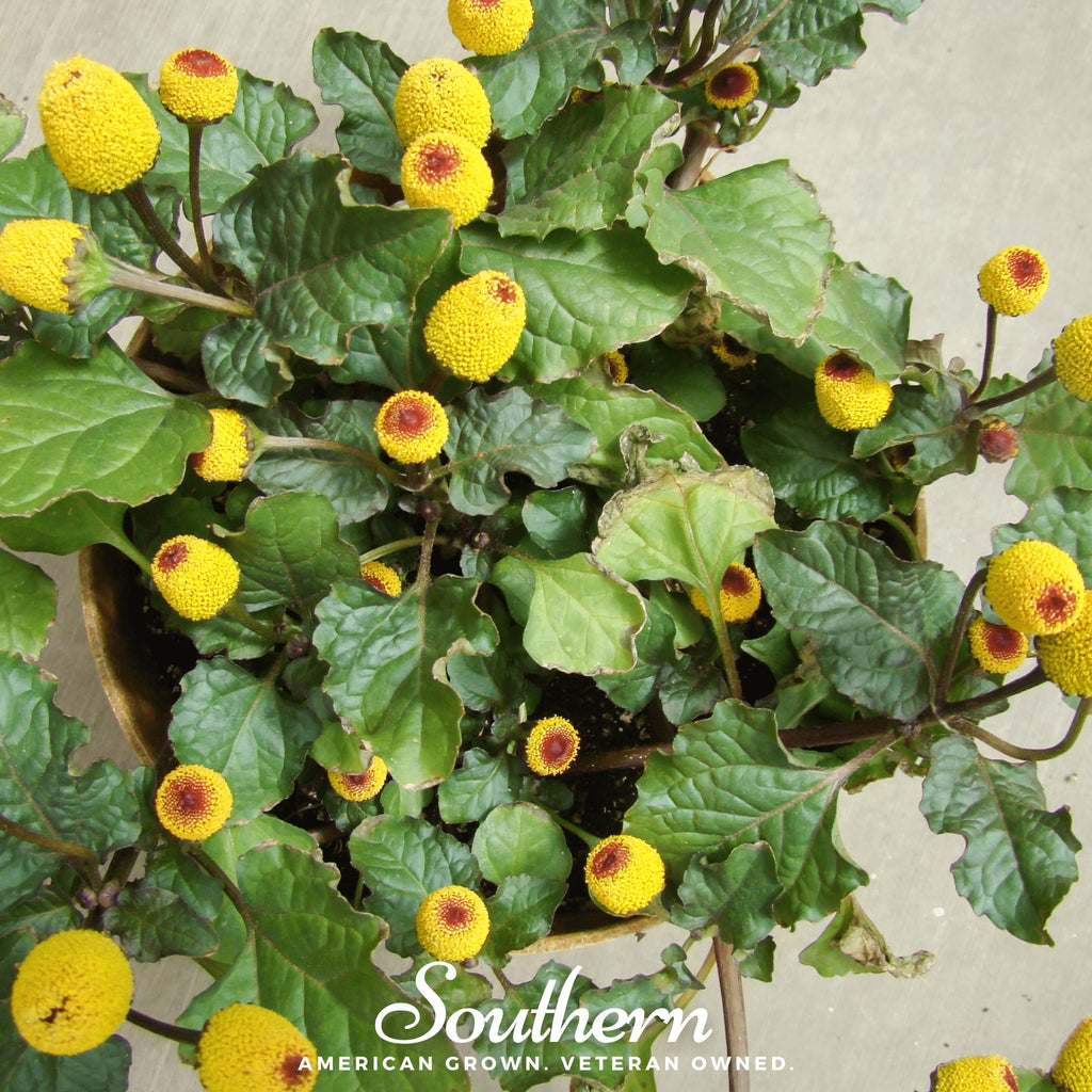 Toothache Plant (Spilanthes Oleracea) - 50 Seeds - Southern Seed Exchange