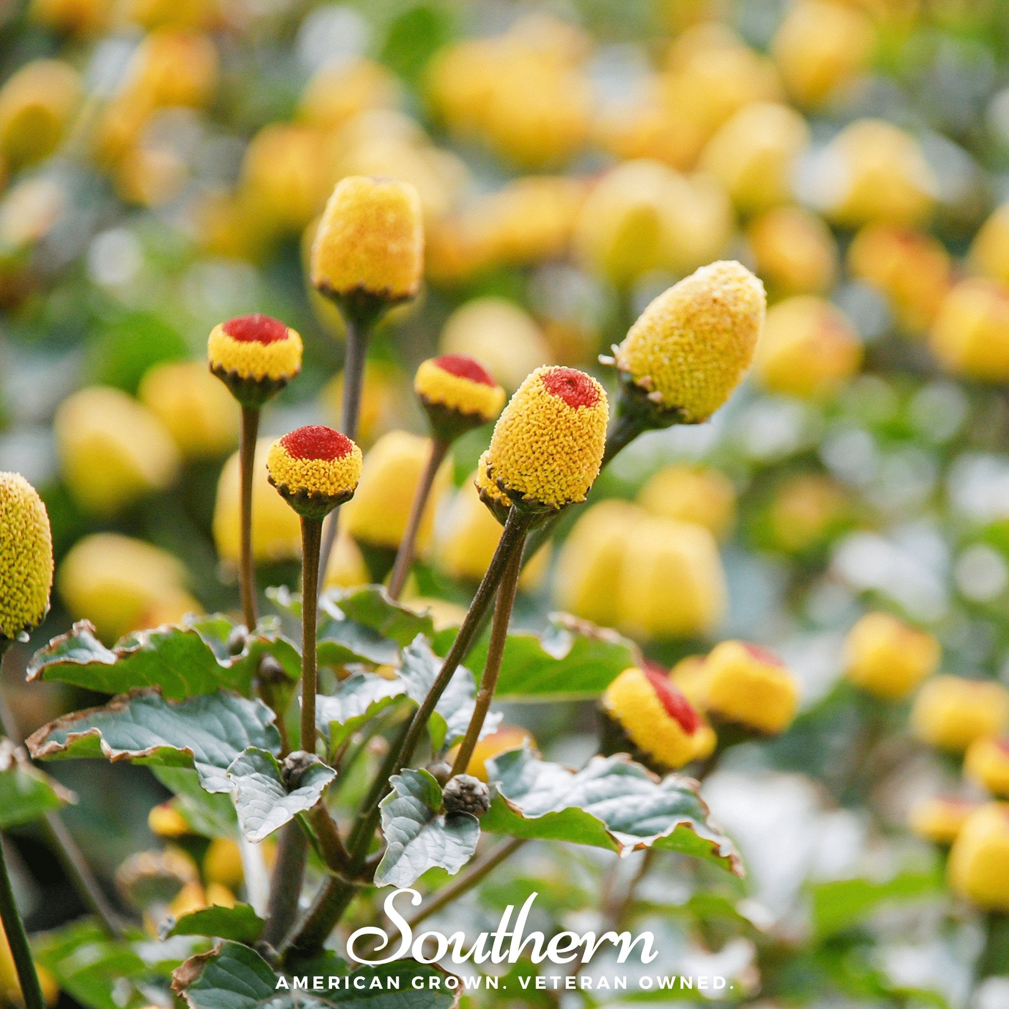 Toothache Plant (Spilanthes Oleracea) - 50 Seeds - Southern Seed Exchange