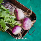 Turnip, Purple Top White Globe (Brassica rapa) - 250 Seeds - Southern Seed Exchange