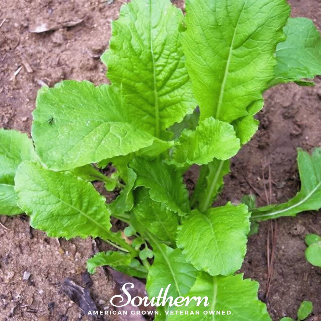 Turnip, Seven Top (Brassica rapa) - 100 Seeds - Southern Seed Exchange