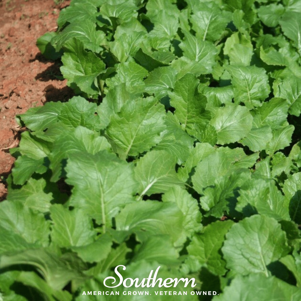 Turnip, Seven Top (Brassica rapa) - 100 Seeds - Southern Seed Exchange