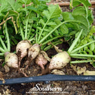 Turnip, Seven Top (Brassica rapa) - 100 Seeds - Southern Seed Exchange