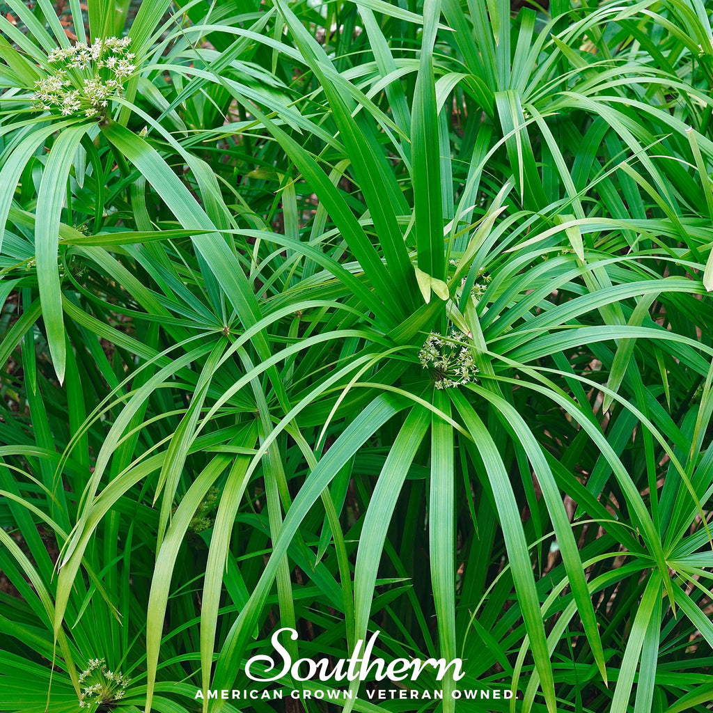 Umbrella Plant - Cyperus Umbrella (Cyperus alternifolius) - 50 Seeds - Southern Seed Exchange