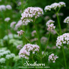 Valerian (Valeriana Officinalis) - 100 Seeds - Southern Seed Exchange