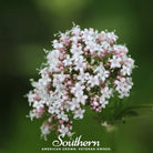 Valerian (Valeriana Officinalis) - 100 Seeds - Southern Seed Exchange