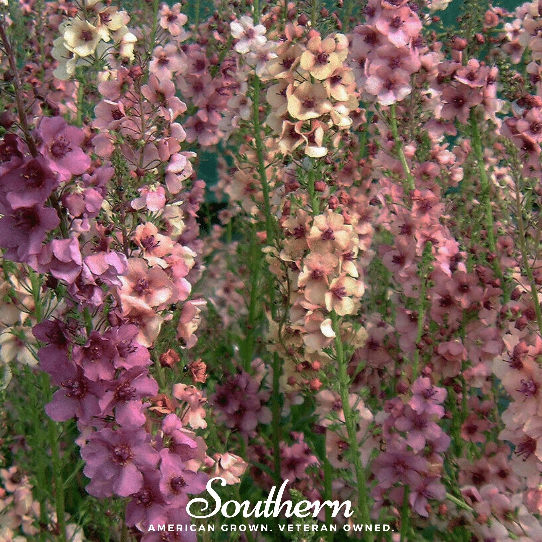 Verbascum - Mullein Mix (Verbascum Phoenicium) - 100 Seeds - Southern Seed Exchange