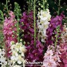 Verbascum - Mullein Mix (Verbascum Phoenicium) - 100 Seeds - Southern Seed Exchange