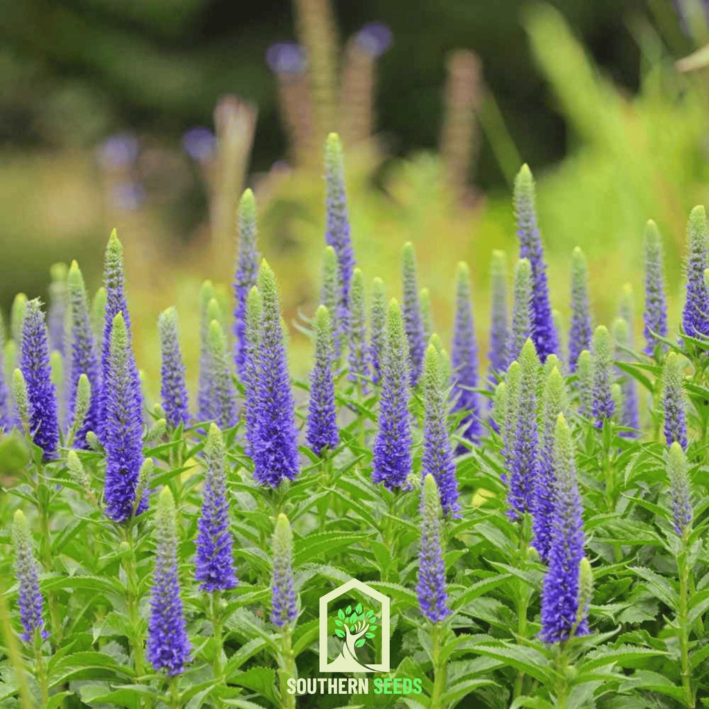 Veronica - Spiked Speedwell (Veronica spicata) - 50 Seeds - Southern Seed Exchange