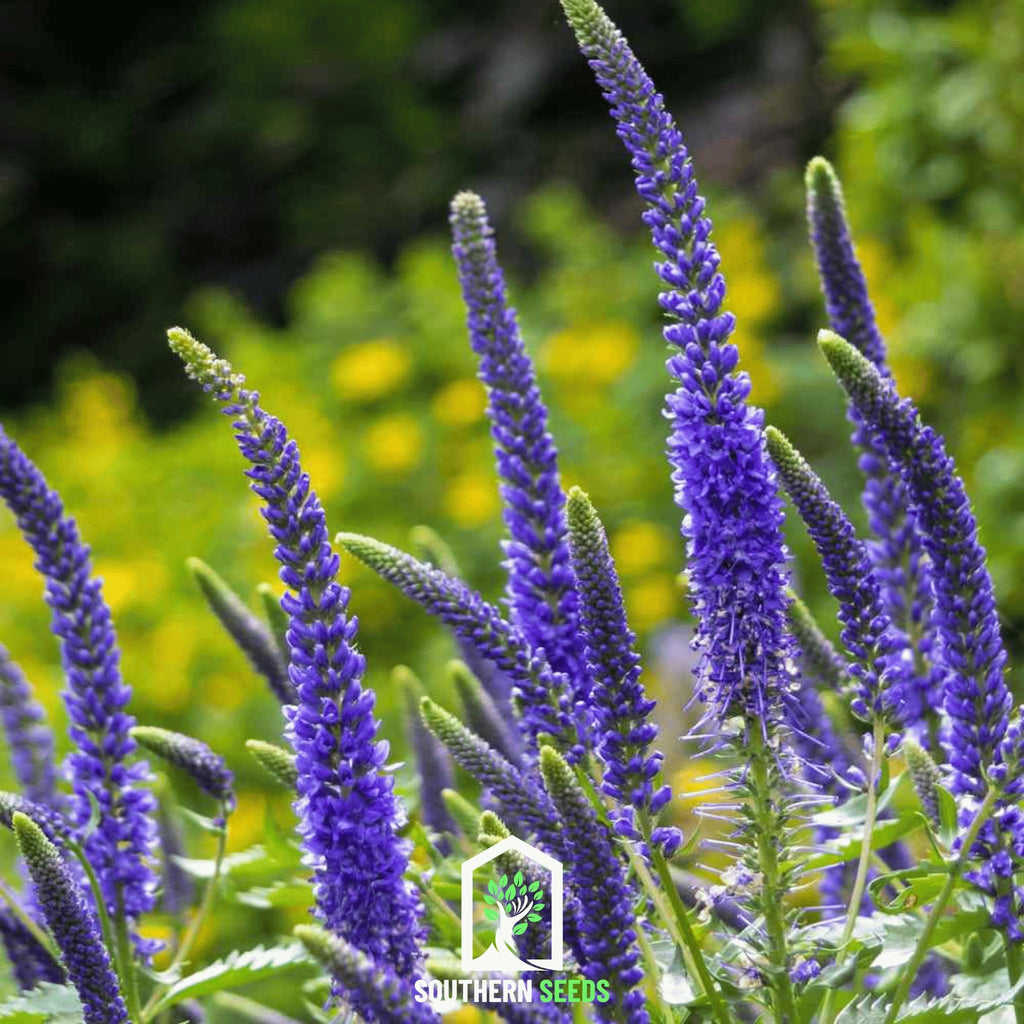 Veronica - Spiked Speedwell (Veronica spicata) - 50 Seeds - Southern Seed Exchange