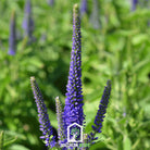 Veronica - Spiked Speedwell (Veronica spicata) - 50 Seeds - Southern Seed Exchange