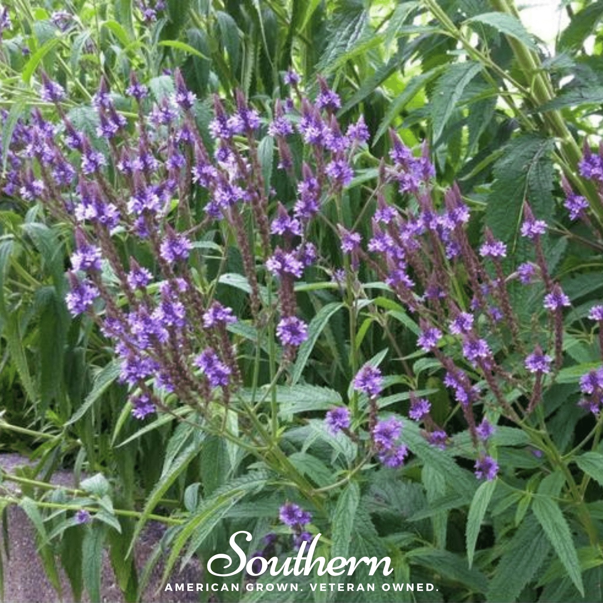 Vervain, Blue (Verbena hastata) - 100 Seeds - Southern Seed Exchange