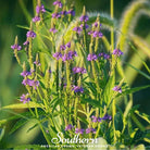 Vervain, Blue (Verbena hastata) - 100 Seeds - Southern Seed Exchange