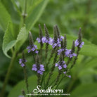 Vervain, Blue (Verbena hastata) - 100 Seeds - Southern Seed Exchange