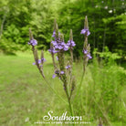 Vervain, Blue (Verbena hastata) - 100 Seeds - Southern Seed Exchange