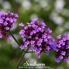 Vervain, Purple Top (Verbena bonariensis) - 100 Seeds - Southern Seed Exchange