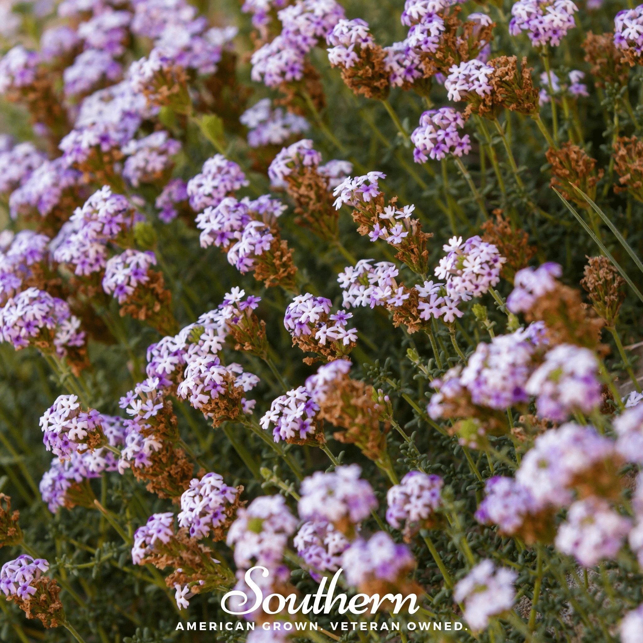 Vervain, Purple Top (Verbena bonariensis) - 100 Seeds - Southern Seed Exchange