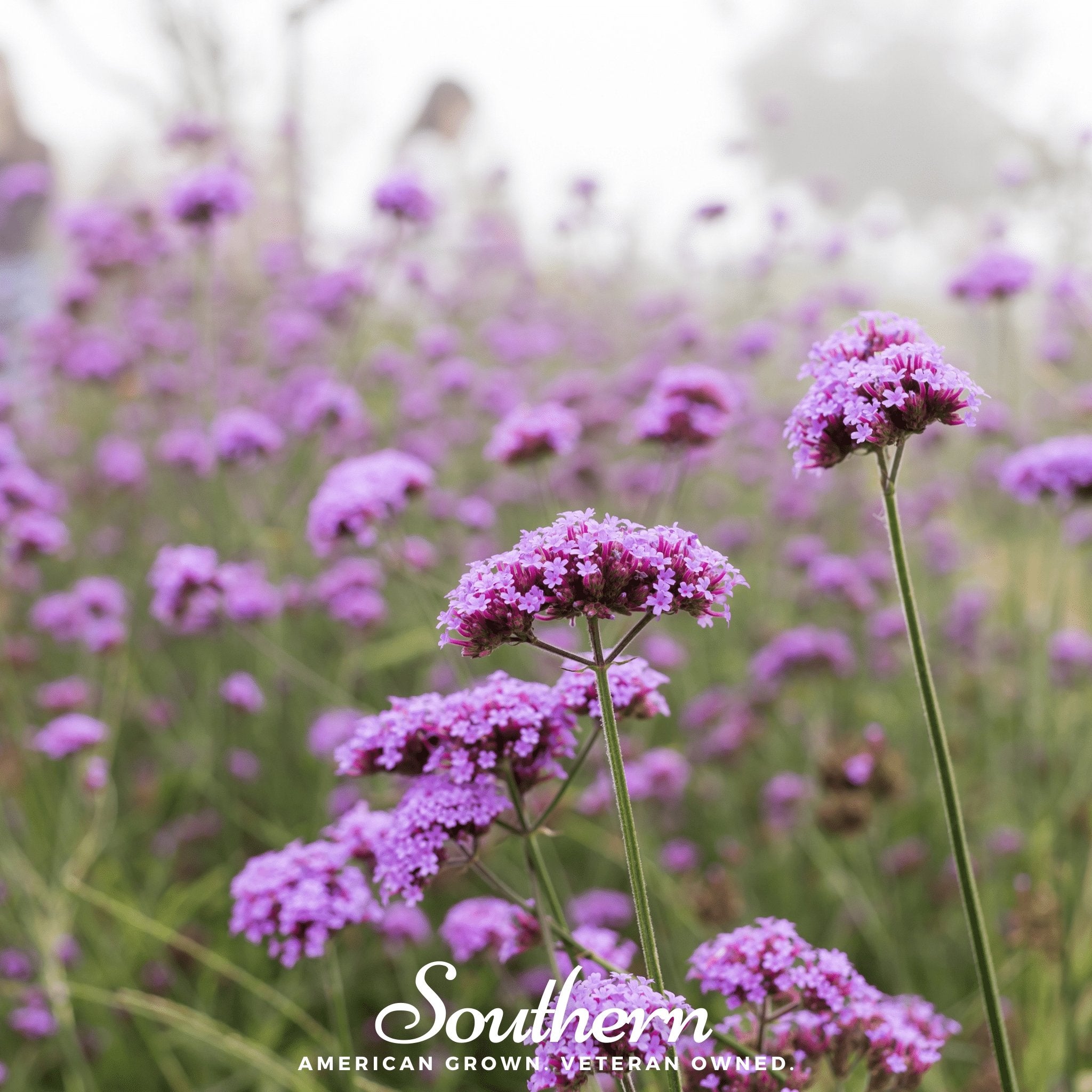 Vervain, Purple Top (Verbena bonariensis) - 100 Seeds - Southern Seed Exchange